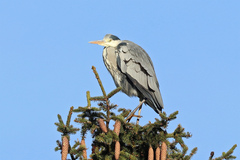 Ardea cinerea