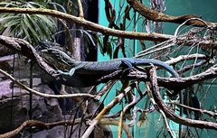 Varanus prasinus