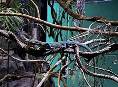 Varanus prasinus