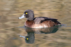 Aythya fuligula