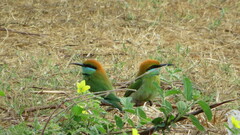 Merops orientalis