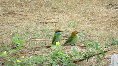 Merops orientalis