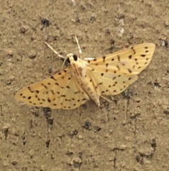 Conogethes punctiferalis