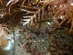 Sargassopsis heteromorphum