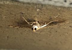 Conogethes punctiferalis