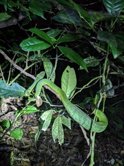 Bothriechis lateralis