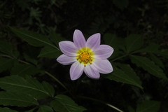 Dahlia tamaulipana