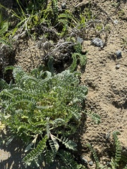 Astragalus nuttallii