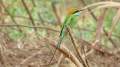 Merops orientalis