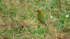 Merops orientalis