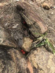Cruentomycena viscidocruenta