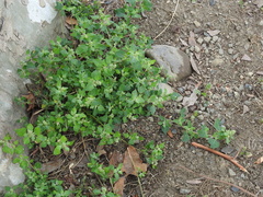 Chenopodium vulvaria