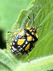 Chinavia pallidoconspersa