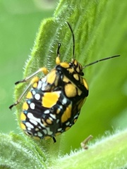 Chinavia pallidoconspersa