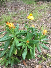 Xerochrysum halmaturorum