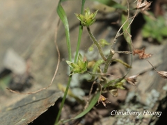 Sedum stellariifolium