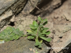 Sedum stellariifolium