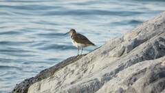 Actitis hypoleucos