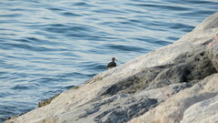 Actitis hypoleucos