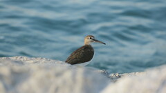 Actitis hypoleucos