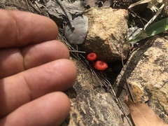 Cruentomycena viscidocruenta