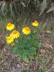 Xerochrysum halmaturorum