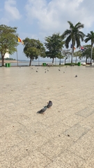 Columba livia domestica