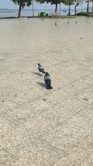 Columba livia domestica