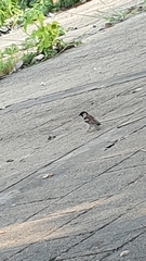 Passer domesticus