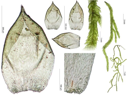 Orthostichella versicolor observed 2001-08-31