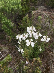 Euphrasia collina osbornii