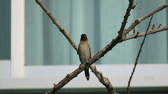 Lonchura punctulata