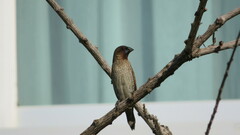 Lonchura punctulata