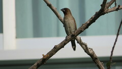 Lonchura punctulata