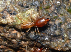 Macrotermes annandalei
