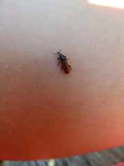 Mesites pallidipennis