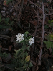 Lantana canescens