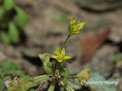 Sedum stellariifolium