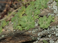Sedum stellariifolium