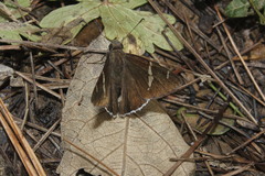 Thorybes cincta