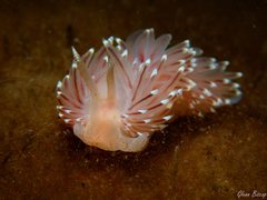 Facelina bostoniensis