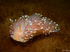 Facelina bostoniensis