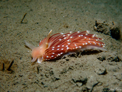 Facelina bostoniensis
