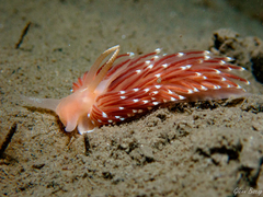 Facelina bostoniensis