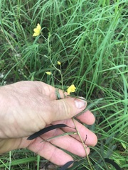 Chamaecrista mimosoides