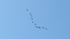 Phalacrocorax fuscicollis