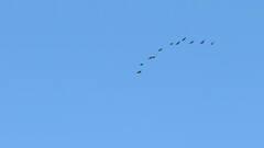 Phalacrocorax fuscicollis