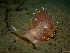 Facelina bostoniensis