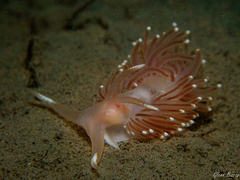 Facelina bostoniensis