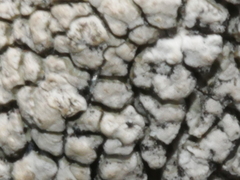 Pertusaria otagoana